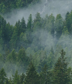Reduces CO2 Emissions By 80%